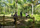 Polsek-Adobar-Bongkar-Arena-Judi-Sabung-Ayam-Dikebun-Kelapa