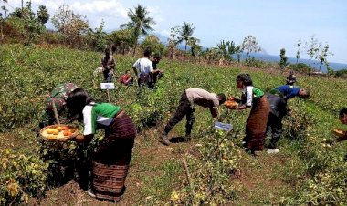 Peran-Bhabinkamtibmas-Polsek-Adotim-Dalam-Panen-Buah-Tomat-Perdana