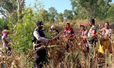 Jaga-Ketahanan-Pangan-Masa-Pandemi-Covid-19,-Bhabinkamtibmas-dan-Babinsa-Bersama-Kelompok-Tani-Panen-Jagung