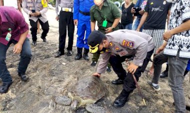 Peduli-Satwa-Dilindungi,-Kapolres-Flotim-Lepas-Penyu-Diperairan-Pantai-Weri