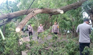 Bantu-bersihkan-pohon-tumbang-akibat-dampak-cuaca-ekstrim,-Kapolres-Flotim-turun-langsung-ke-lokasi