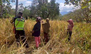 Semangat-Bhabinkamtibmas-Polsek-Wulanggitang-Bantu-Warga-Desa-Pululera-Panen-Padi