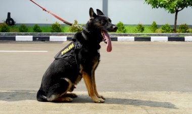 5-Anabul-Andalan-Pengungkap-Kejahatan,-dari-Kasus-Narkoba-Hingga-Lacak-DPO