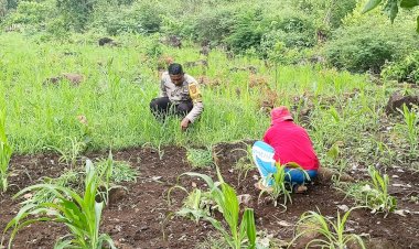 Dukung-Ketahanan-Pangan,-Bhabinkamtibmas-Bripka-Antony-Beri-Pendampingan-ke-Petani