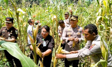 Panen-Raya-Jagung--Serentak-Tahap-I,-Kapolres-bersama-Muspida-Flotim-Panen-Jagung