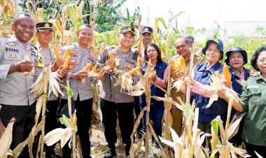 Kapolres-Flores-Timur-AKBP-Adhitya-Hadiri-Panen-Perdana-Swasembada-Jagung