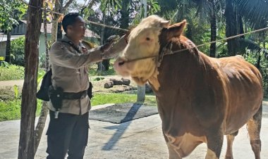 Sapi-Milik-Bhabinkamtibmas-Terpilih-Jadi-Hewan-Kurban-Presiden-Prabowo-di-Indragiri-Hulu