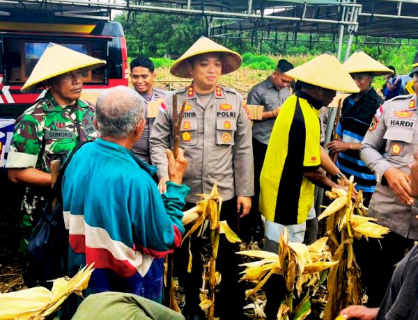 Panen Raya di Titehena, Polres Flores Timur Bangun Optimisme dan Kemandirian Pangan