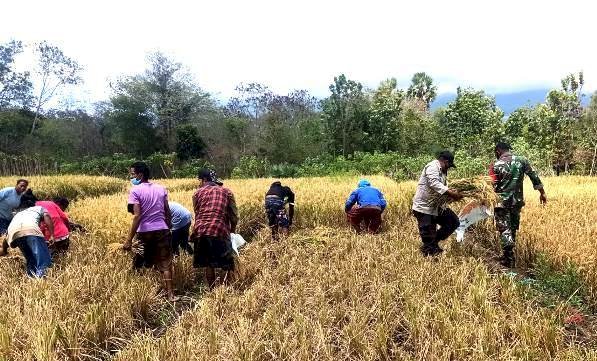 Kompak, Bhabinkamtibmas Bersama Babinsa Bantu Warga Panen Padi Perdana di Desa Binaannya