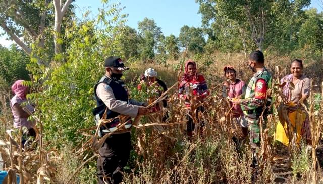 Jaga Ketahanan Pangan Masa Pandemi Covid-19, Bhabinkamtibmas dan Babinsa Bersama Kelompok Tani Panen Jagung