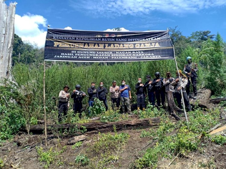 Polri Musnahkan 7 Haktare Ladang Ganja Di Gunung Lauser Dan Sita 592 Kg Ganja Kering