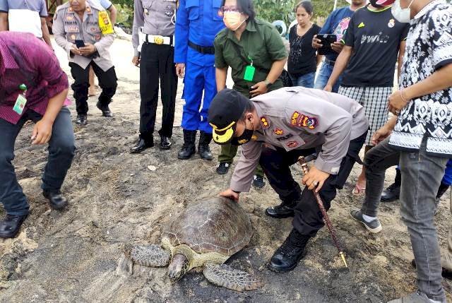 Peduli Satwa Dilindungi, Kapolres Flotim Lepas Penyu Diperairan Pantai Weri