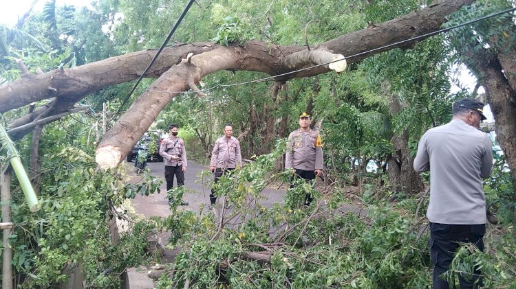 Bantu bersihkan pohon tumbang akibat dampak cuaca ekstrim, Kapolres Flotim turun langsung ke lokasi