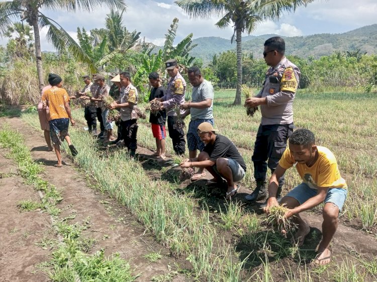 Upaya Pendampingan Bhabin dan Babinsa yang Maksimal, Petani Panen Perdana bawang Merah bersama TNI - POLRI