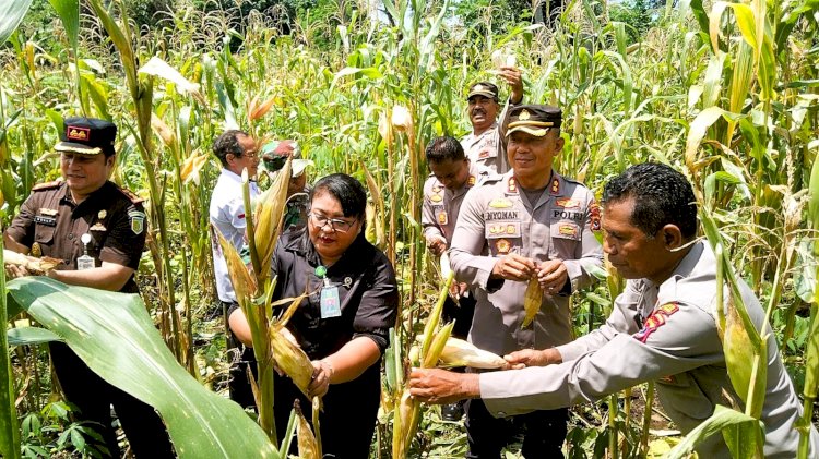 Panen Raya Jagung Serentak Tahap I, Kapolres bersama Muspida Flotim Panen Jagung
