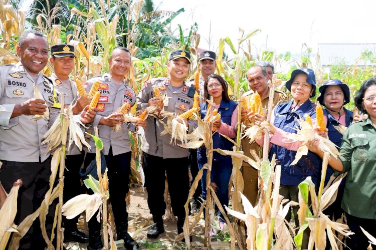 Kapolres Flores Timur AKBP Adhitya Hadiri Panen Perdana Swasembada Jagung