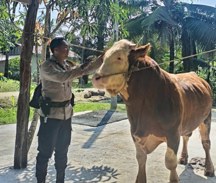 Sapi Milik Bhabinkamtibmas Terpilih Jadi Hewan Kurban Presiden Prabowo di Indragiri Hulu