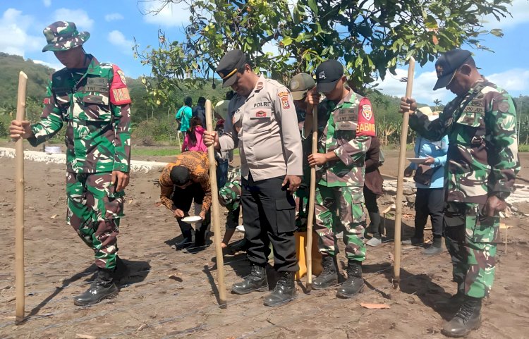 Polsek Adonara Dukung Kegiatan Tanam Benih Padi Sistem TABELA Koramil 1624-02 Bersama BUMDes Lanang Gagah