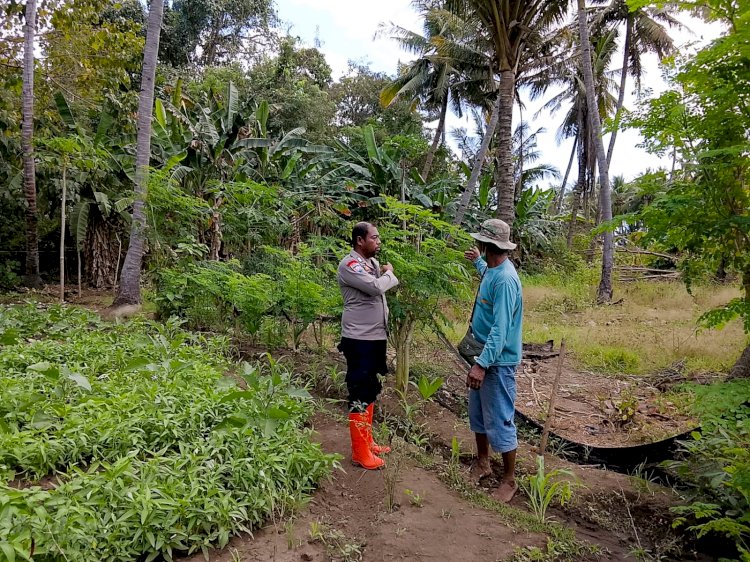 Dukung Ketahanan Pangan, Bhabinkamtibmas Titehena Cek Lahan Tumpang Sari di Desa Konga