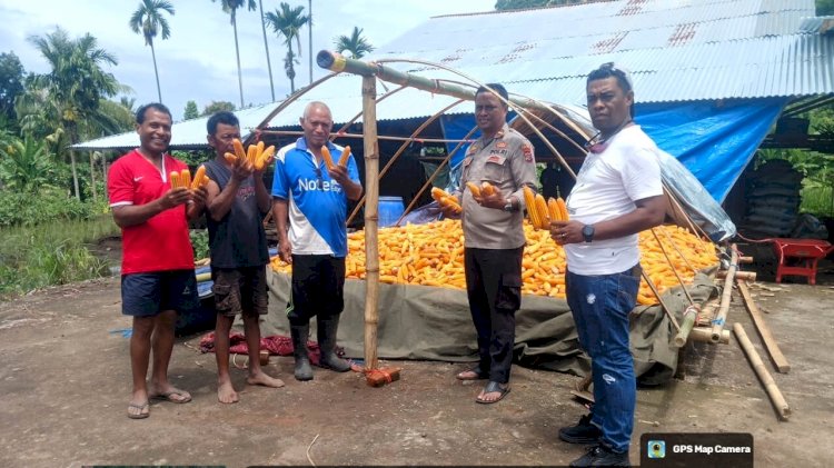Polsek Adonara Dukung Program Ketahanan Pangan Lewat Panen Jagung Bersama Poktan