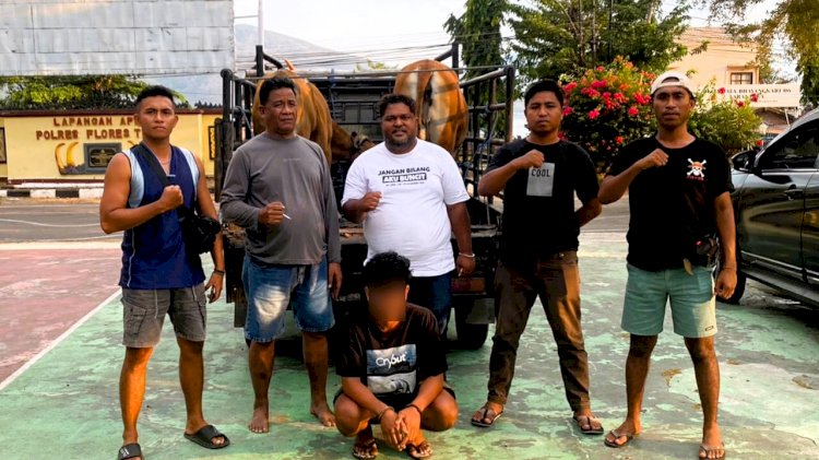 Dugaan Pencurian Ternak, Tim URC Resmob Polres Flotim Tangkap Terduga Pelaku dan Dua Ekor Sapi
