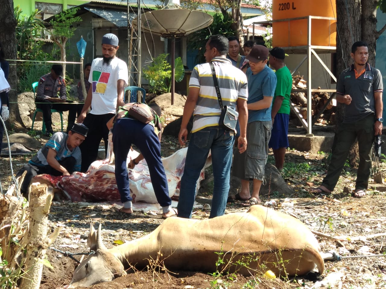 Kegiatan Penyembelihan Hewan Qurban Yang Berasal Dari Sumbangan Kapolres Flotim