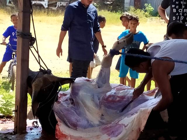 Wakapolres Flotim Hadiri Penyembelihan Hewan Qurban Hari Raya Idul Adha 1440 H Di Mapolres Flotim